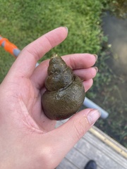 Cipangopaludina chinensis