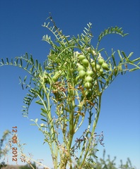 Vicia ervilia