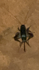 Velarifictorus micado