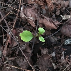 Melicytus ramiflorus