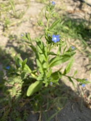 Anchusa officinalis