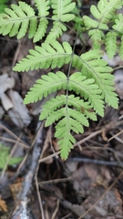 Gymnocarpium dryopteris