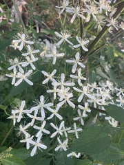 Clematis flammula
