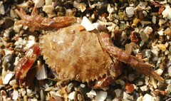 Romaleon antennarium