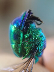 Chrysis lincea