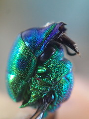 Chrysis lincea