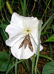 Agrius cingulata