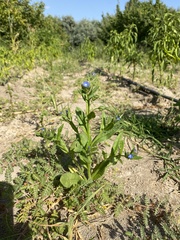 Anchusa officinalis