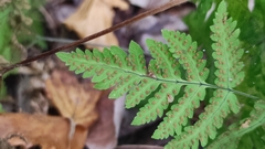 Gymnocarpium dryopteris
