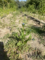 Anchusa officinalis
