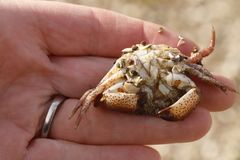 Romaleon antennarium