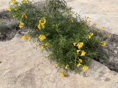 Tecoma stans angustata