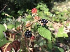 Rubus