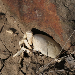 Austrothelphusa transversa