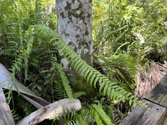 Nephrolepis exaltata