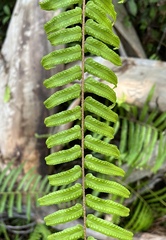 Nephrolepis exaltata