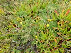 Cotula discolor
