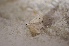 Digrammia muscariata