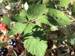 Rubus