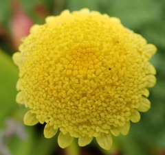 Cotula discolor