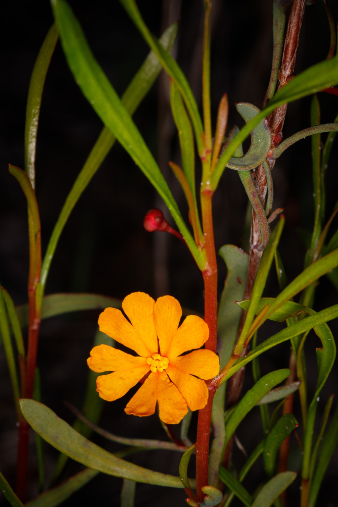 Hibbertia stellaris