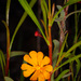 Hibbertia stellaris - Photo 由 Cal Wood 所上傳的 (c) Cal Wood，保留部份權利CC BY