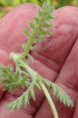 Cotula discolor