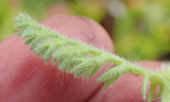 Cotula discolor