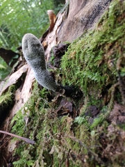 Xylaria longipes