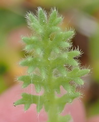 Cotula discolor