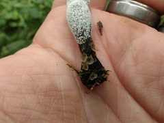 Xylaria longipes