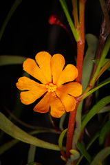 Hibbertia stellaris