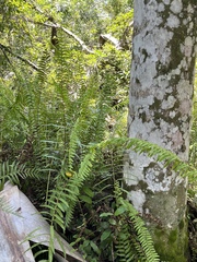 Nephrolepis exaltata