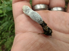 Xylaria longipes