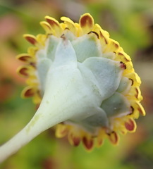 Cotula discolor
