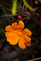 Hibbertia stellaris