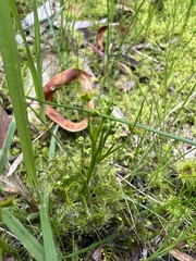 Drosera hookeri