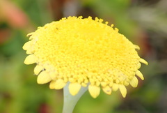 Cotula discolor