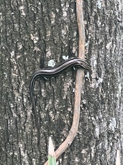 Plestiodon fasciatus