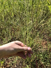 Digitaria villosa