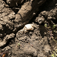 Austrothelphusa transversa