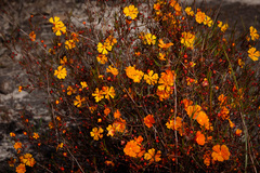 Hibbertia stellaris