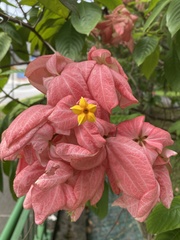 Mussaenda philippica