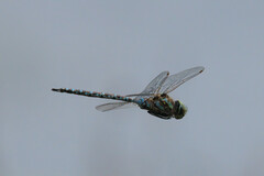 Aeshna canadensis