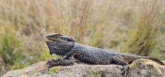 Pogona barbata