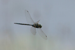 Aeshna canadensis