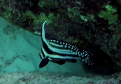 Eques punctatus