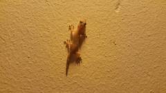 Hemidactylus mabouia