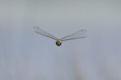 Aeshna canadensis