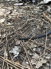 Diadophis punctatus punctatus